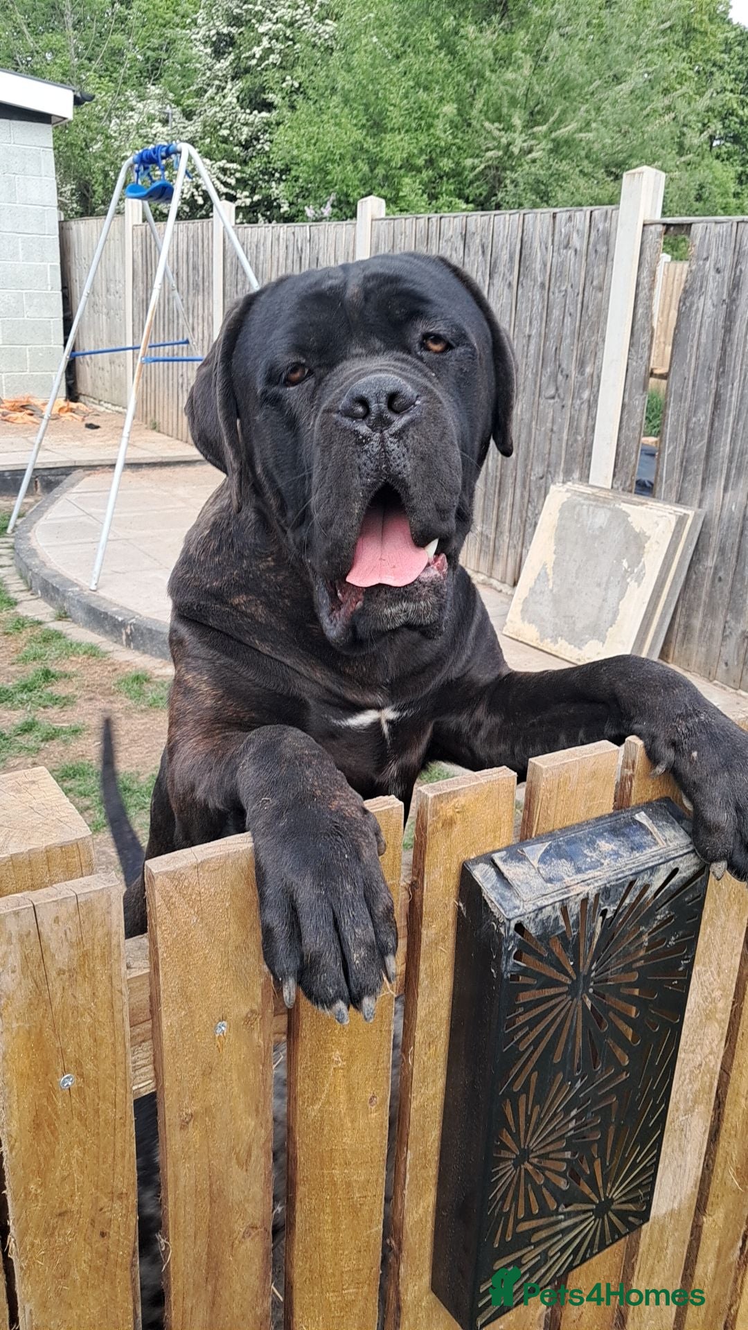 Cane Corso dogs for stud: My boy zeus  - Advert 1