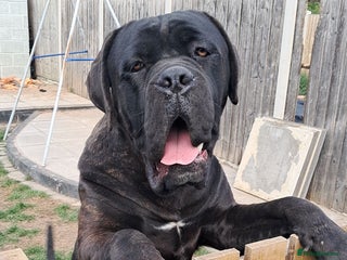 Cane Corso dogs My boy zeus - Advert 2