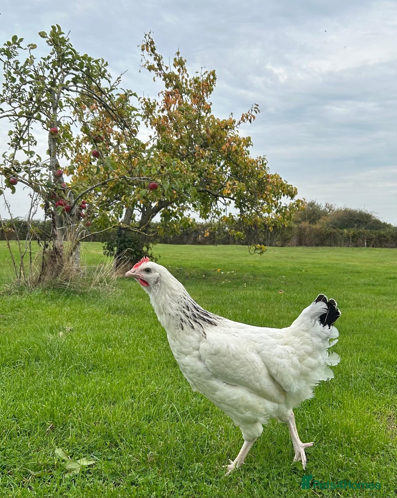 Chickens poultry Beautiful Variety of Hybrid and Pure Breed Hens - Advert 2