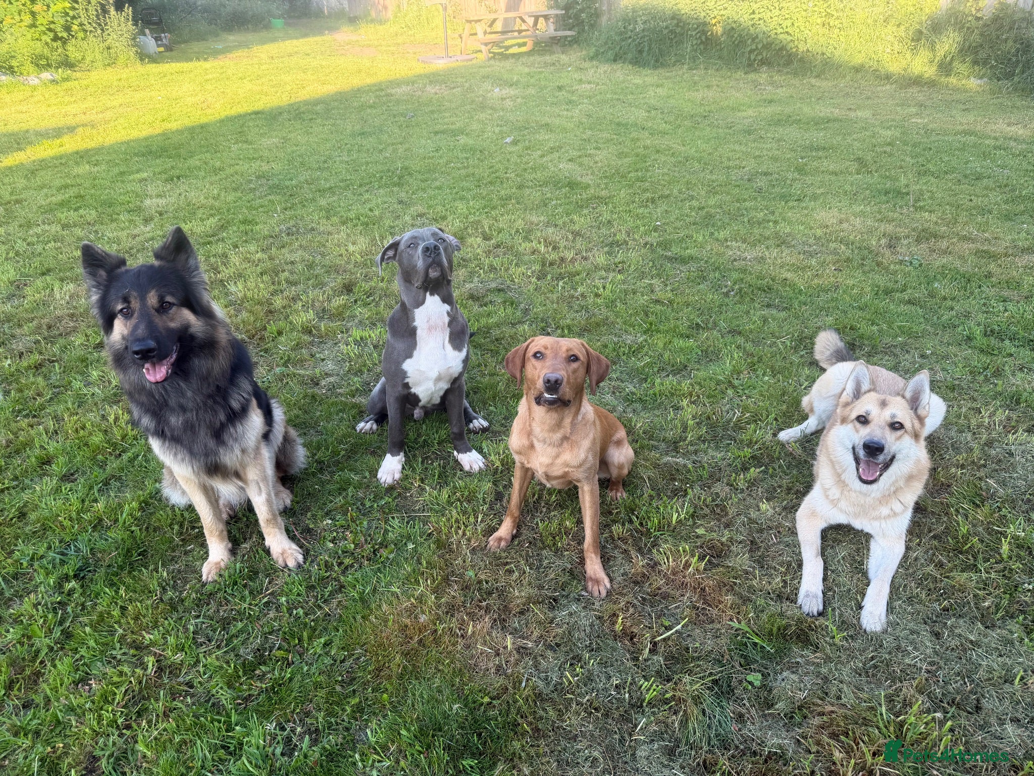 Mixed Breed dogs Mastiff/presa  - Advert 6