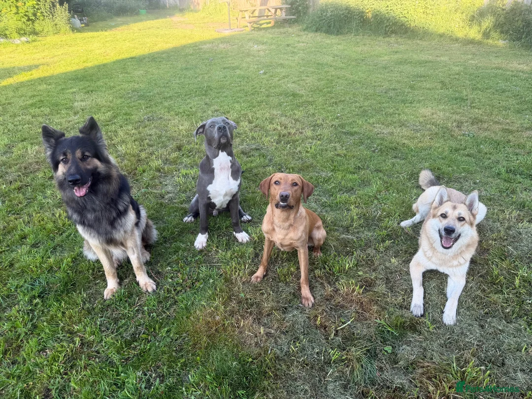 Mixed Breed dogs for sale: Mastiff/presa  - Advert 1