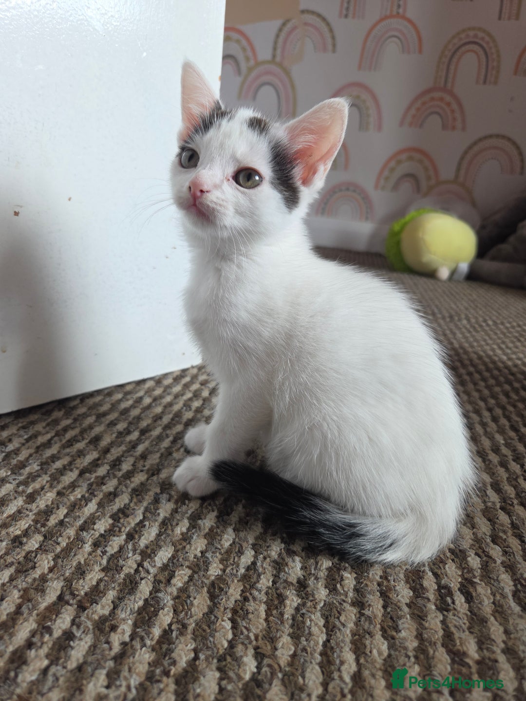 Mixed Breed cats for sale: Cute kittens  - Image 1