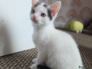 Mixed Breed cats - Advert 9