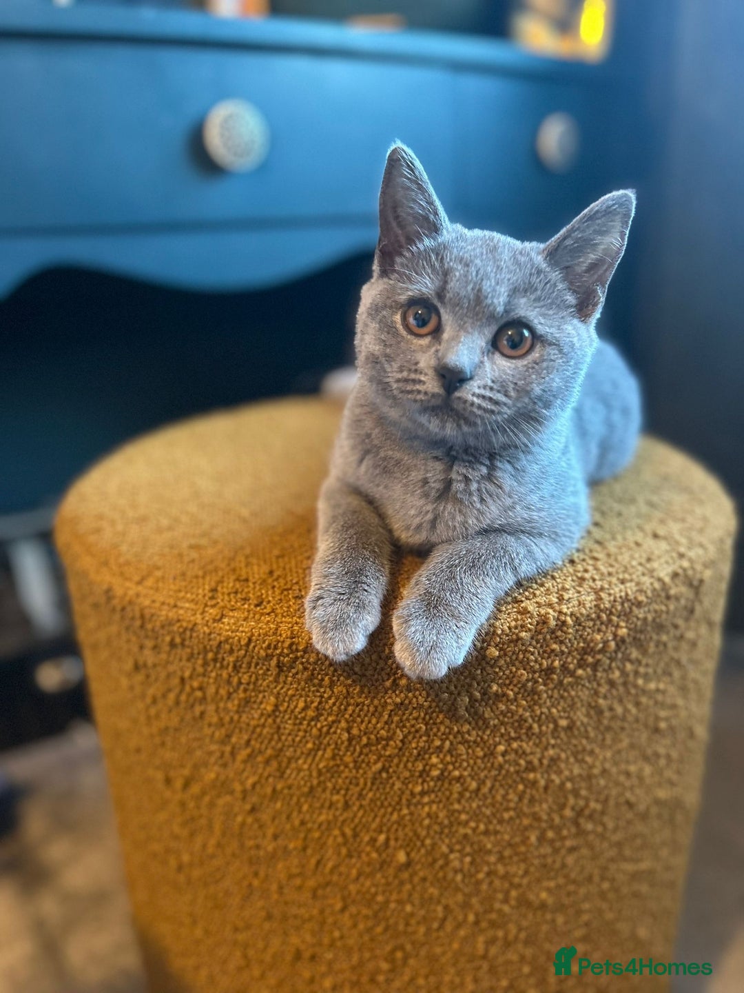 British Shorthair cats for sale: Two British short hair cats for sale - Image 8