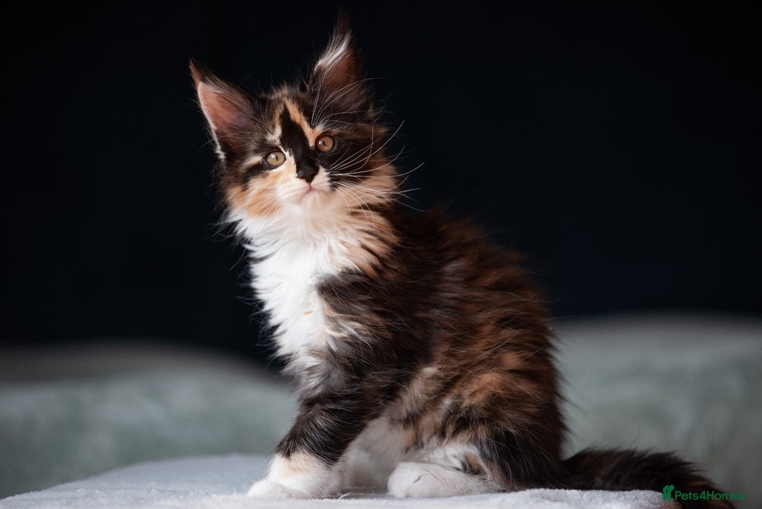 Maine Coon cats for sale: Pedigree Maine Coon Kittens (TICA) - Image 34