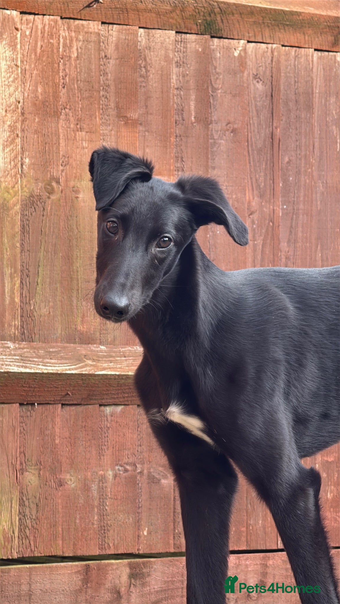 Mixed Breed dogs 8 month old Greyhound X Saluki Male - Advert 1
