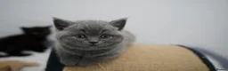 British Shorthair cats for sale: 🌟GCCF BSH Kittens Beautiful Variety of Colours 🌟 - Advert 27