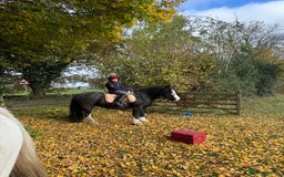 Irish Cob horses for sale: 13hh Super Safe Cob - Image 4