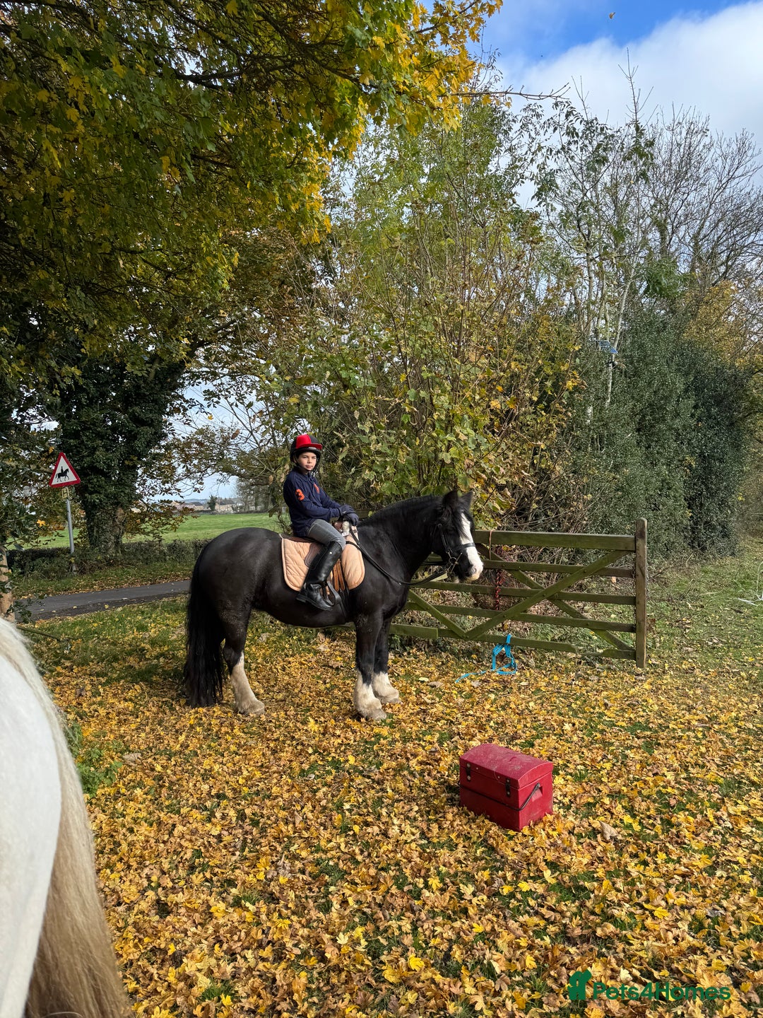 Irish Cob horses for sale: 13hh Super Safe Cob - Image 4