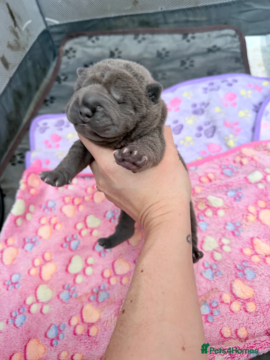 Shar Pei dogs for sale: Shar Pei Dilute puppies  - Advert 6