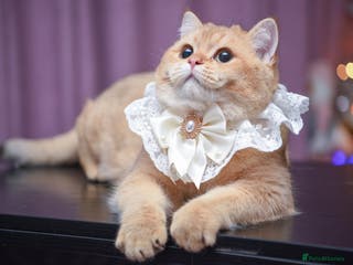 British Shorthair cats Chocolate golden stud available - Advert 10