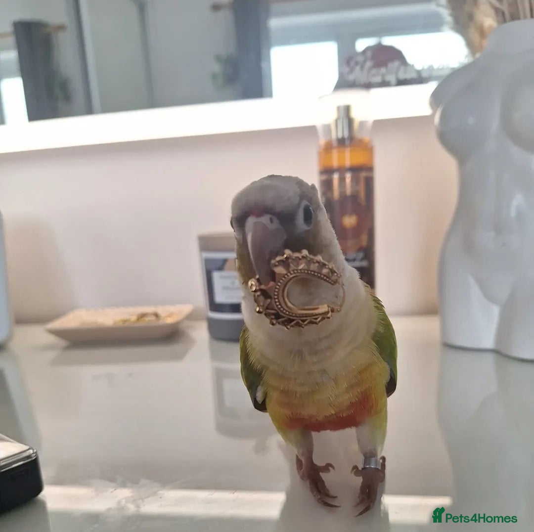 Conures birds for sale: Conure  - Advert 1