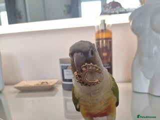 Conures birds Conure - Advert 1