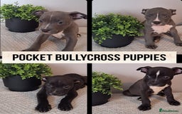 Mixed Breed dogs for sale: Pocket Bully X - Image 1