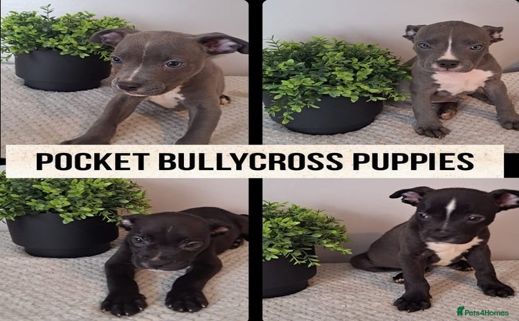 Mixed Breed dogs - Advert 16
