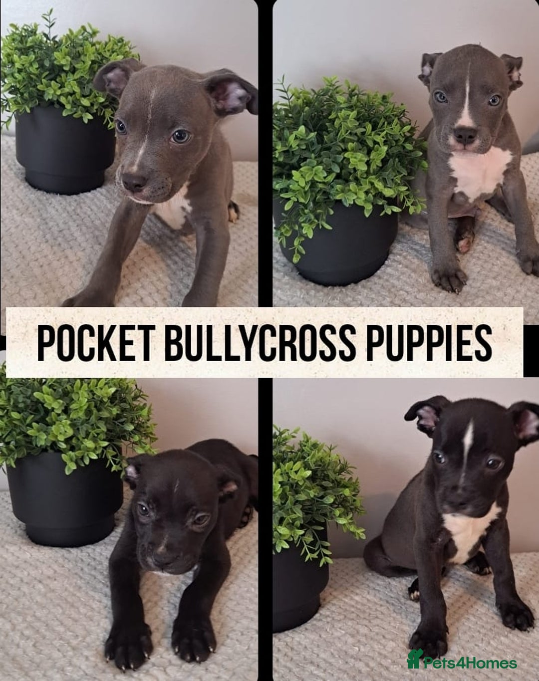 Mixed Breed dogs for sale: Pocket Bully X - Image 1
