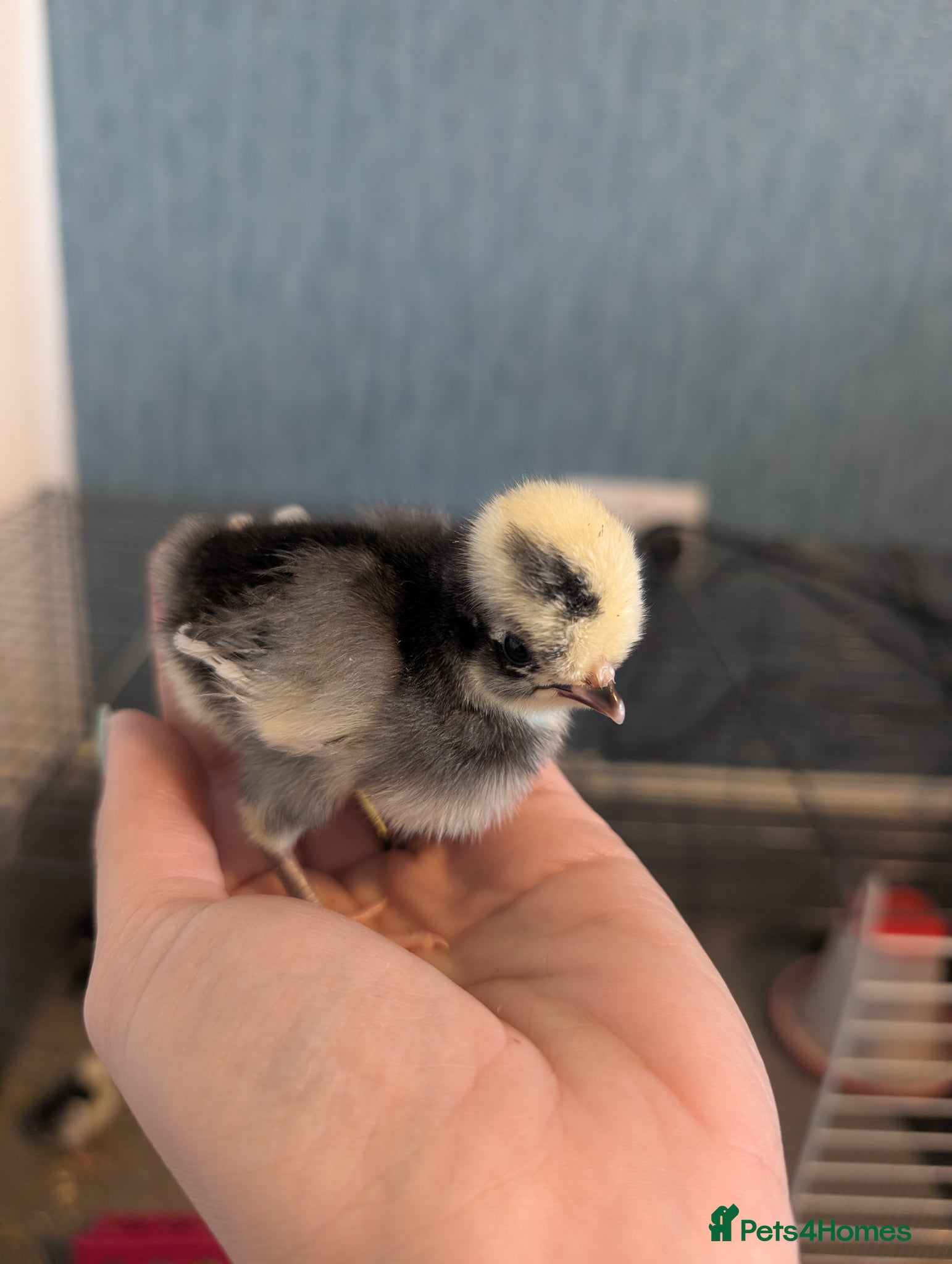 Chickens poultry Cuckoo and Black Polish chicks and fertile eggs!  - Advert 16