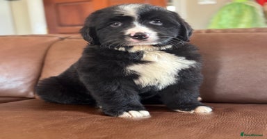 Mixed Breed dogs - Advert 16
