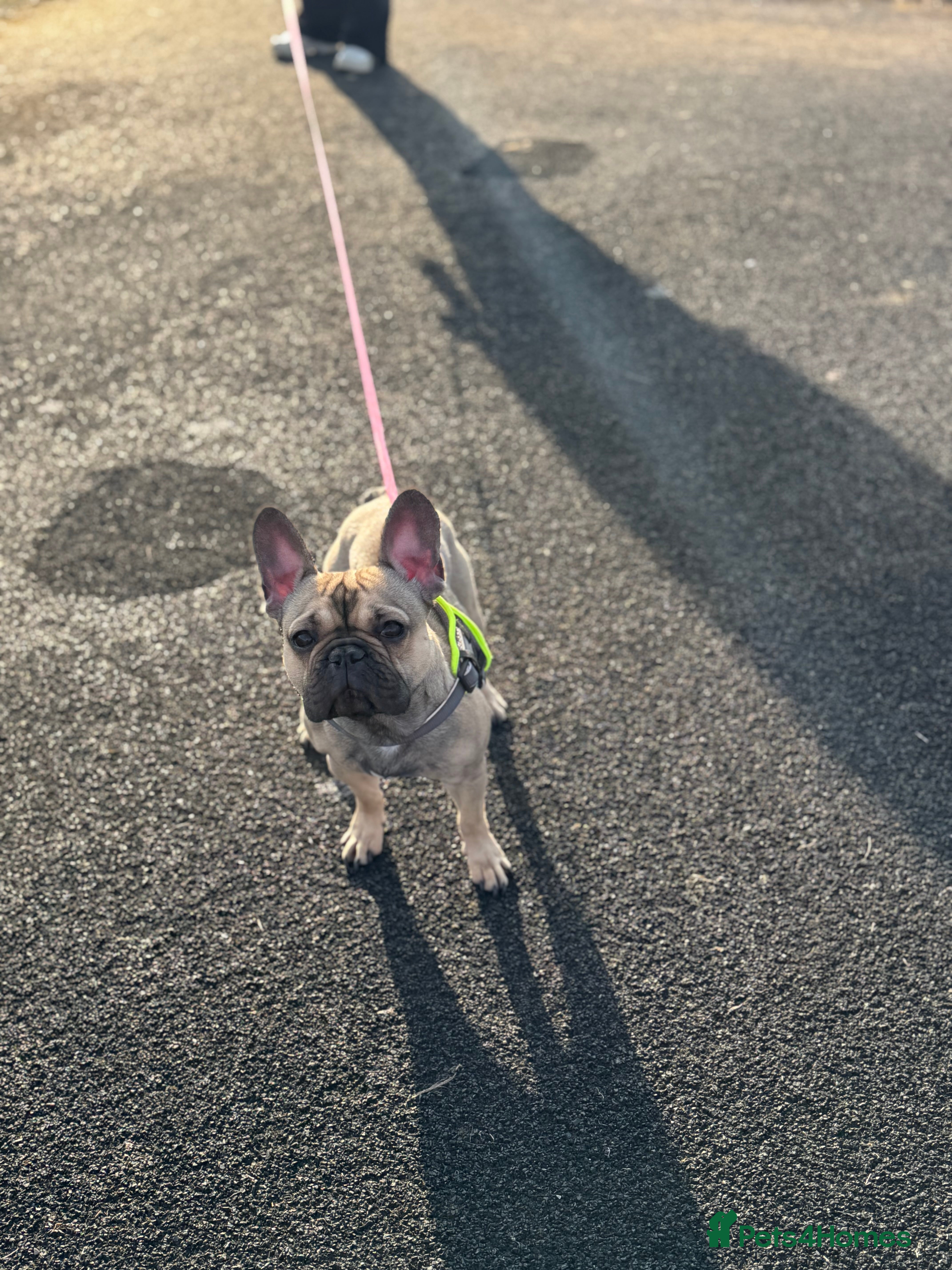 French Bulldog dogs  2 year old French bulldog  - Advert 1
