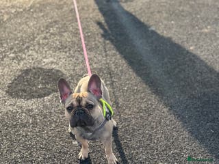 French Bulldog dogs 2 year old French bulldog - Advert 1