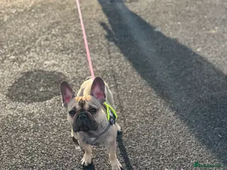 French Bulldog dogs 2 year old French bulldog - Advert 17
