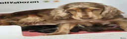 Cocker Spaniel dogs for sale: Rkc reg Show Cocker Puppies to view in March - Advert 1