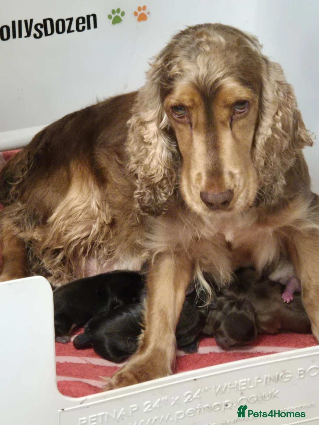 Cocker Spaniel dogs for sale: Rkc reg Show Cocker Puppies to view in March - Advert 1