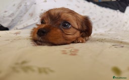 Yorkshire Terrier dogs for sale: Yorkshire terrier puppies  - Image 9