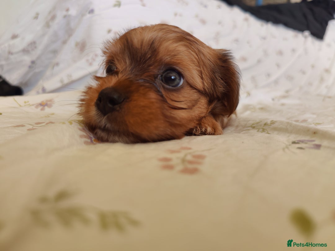 Yorkshire Terrier dogs for sale: Yorkshire terrier puppies  - Image 9