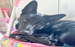 Mixed Breed dogs for adoption: BUDDY - 6 Months Old, Needs a New Home - Image 1