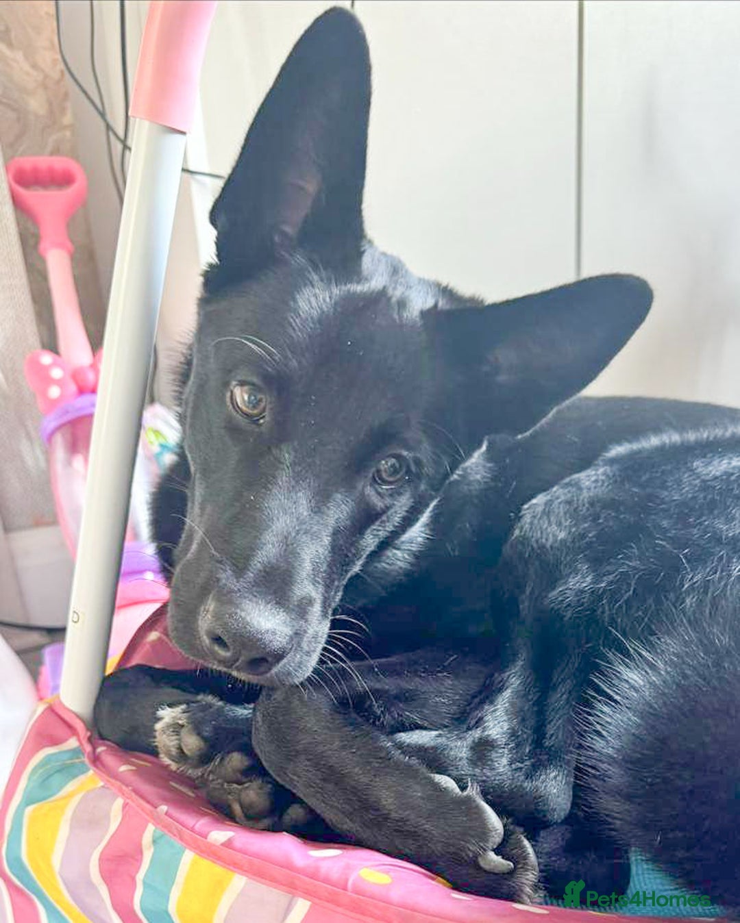 Mixed Breed dogs for adoption: BUDDY - 6 Months Old, Needs a New Home - Image 1