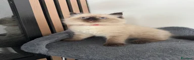 Red collar