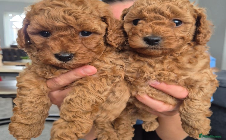 Miniature Poodle dogs - Advert 9