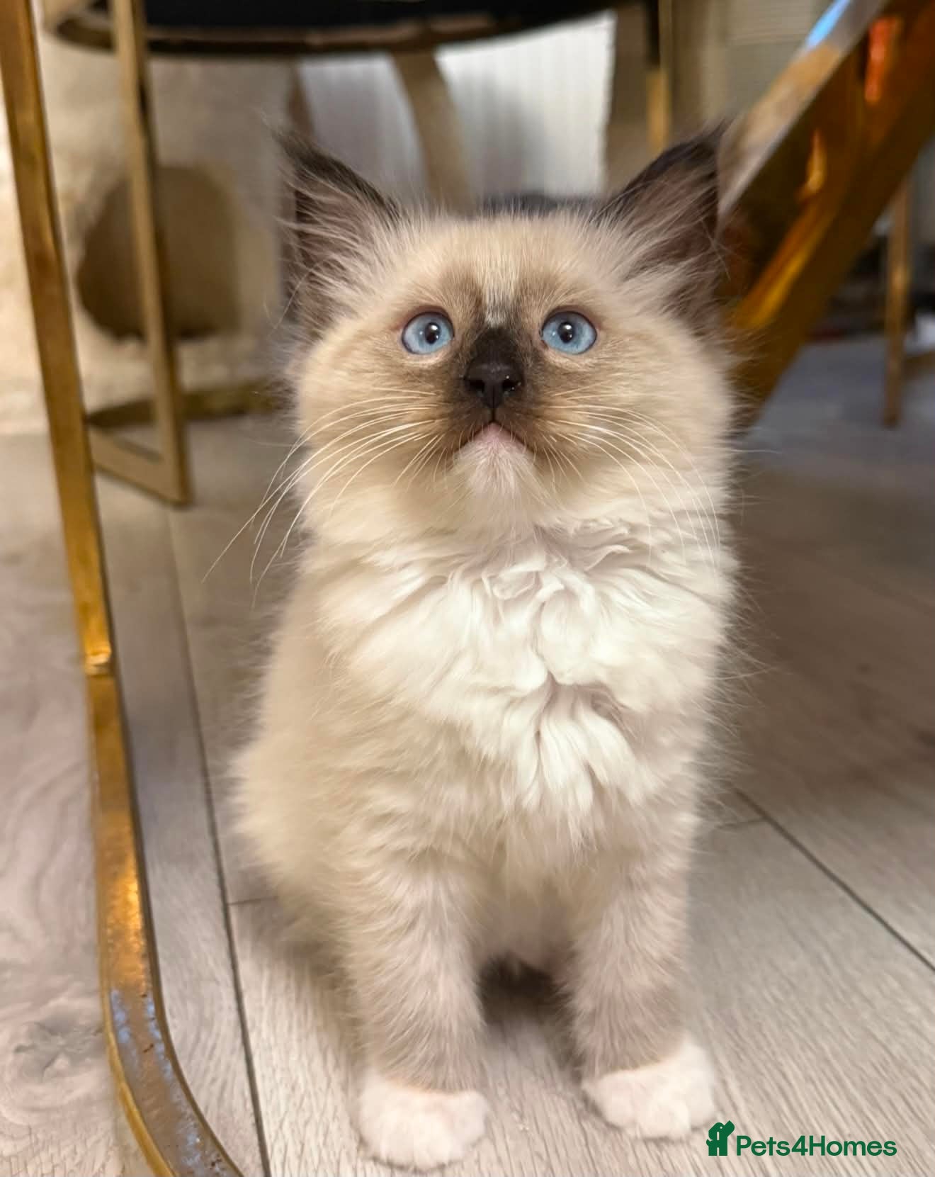 Ragdoll cats 💙 Ragdoll Kittens with Eyes as Blue as the Sky - Advert 1