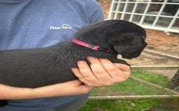 Labradoodle dogs for sale: Ready to go! Fantastic F1 Labradoodles (black) - Image 22