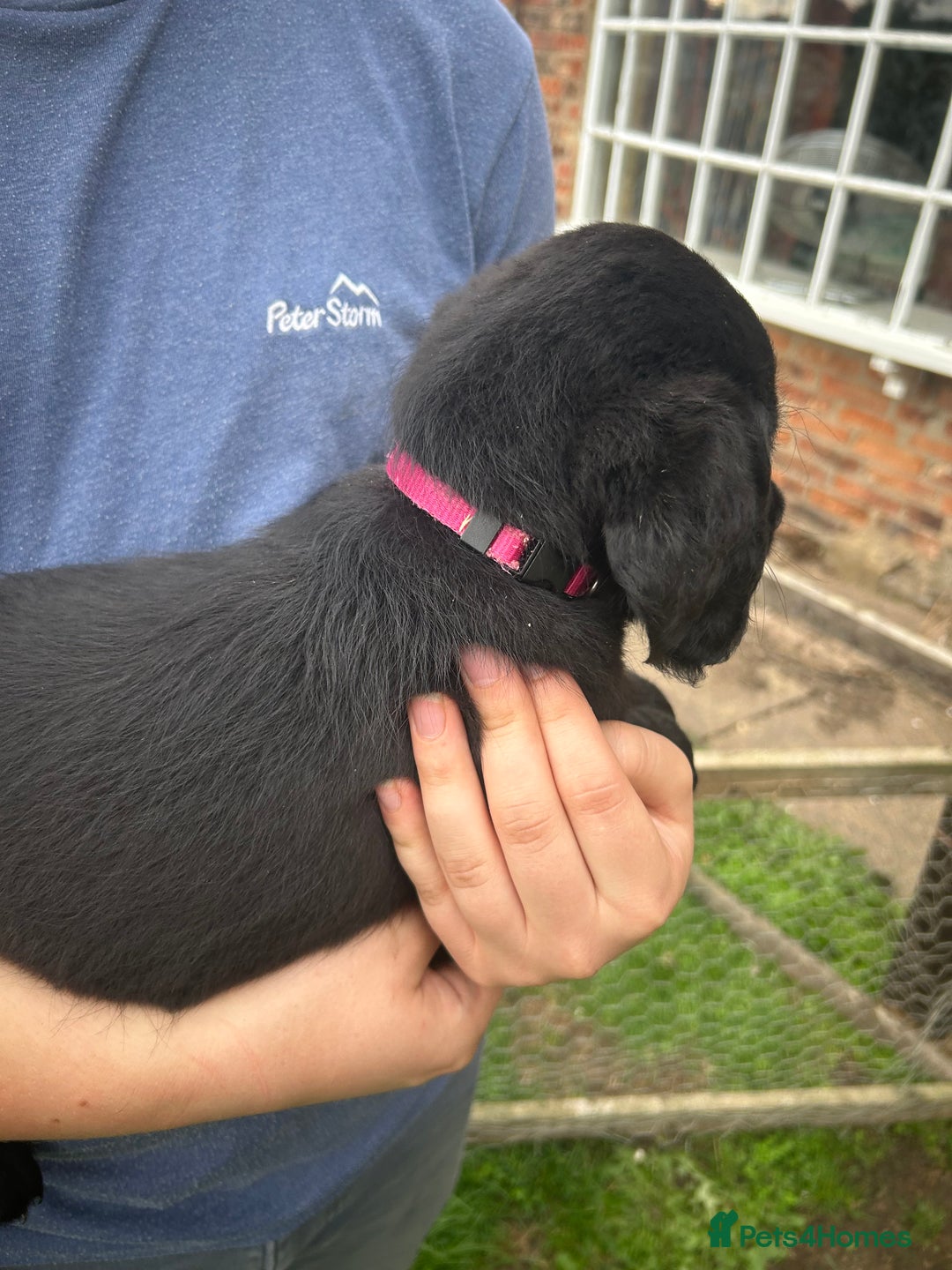 Labradoodle dogs for sale: Ready to go! Fantastic F1 Labradoodles (black) - Image 22
