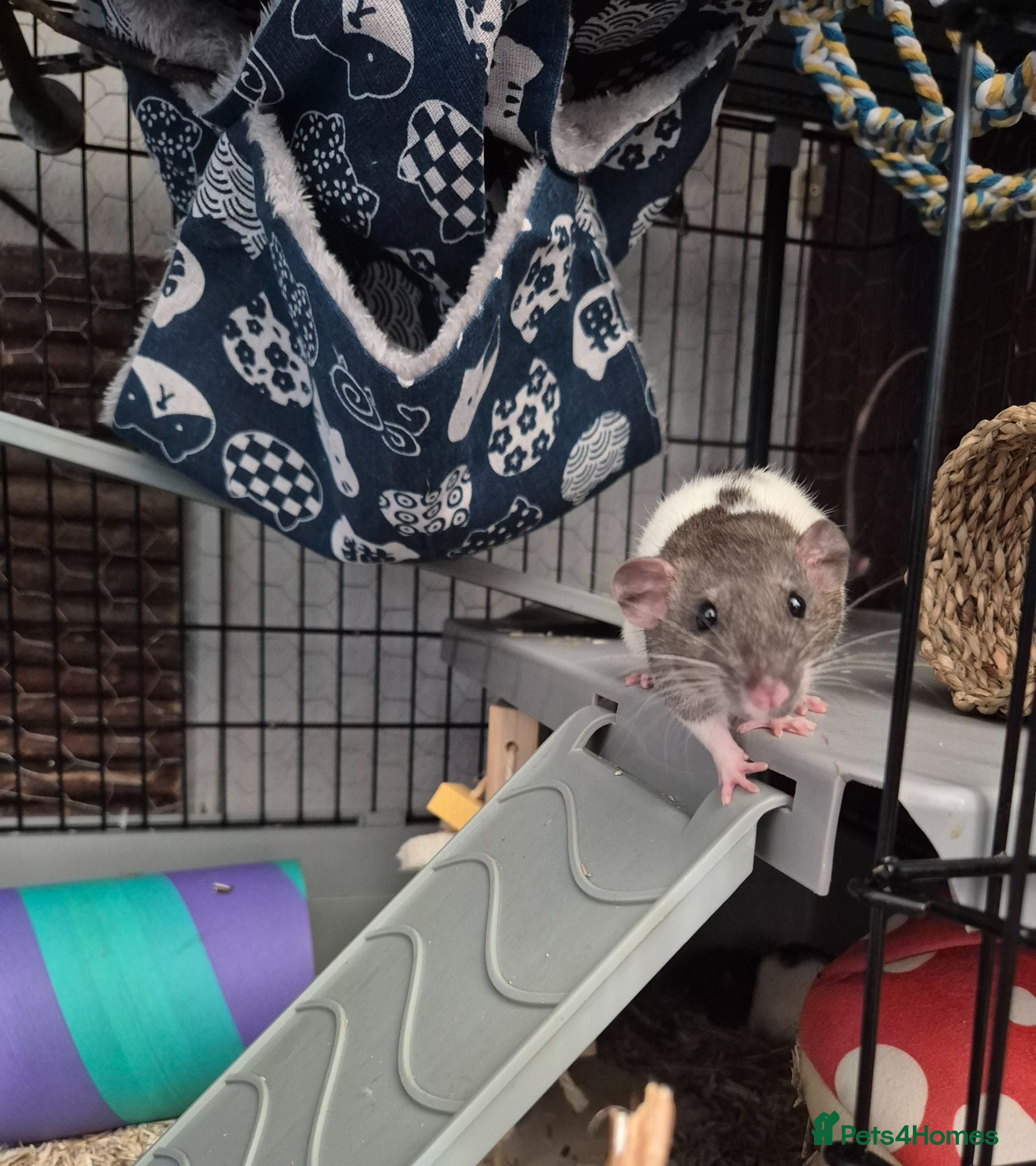 Rat rodents 3 young male rats + setup - Advert 1