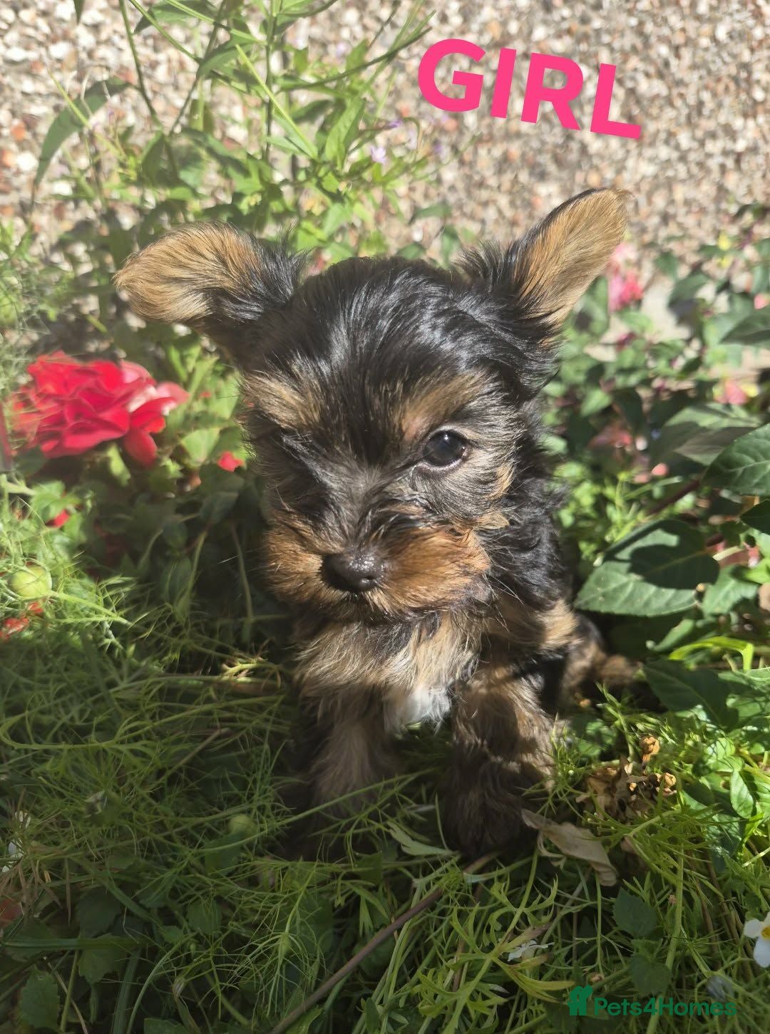 Yorkshire Terrier dogs  Yorkshire Terrier Puppies  - Advert 13
