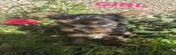 Yorkshire Terrier dogs for sale:  Yorkshire Terrier Puppies  - Advert 1