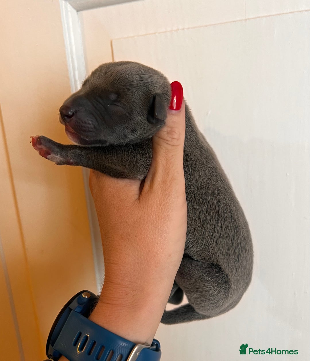 Whippet dogs for sale: Lovely petite Whippets - Image 21