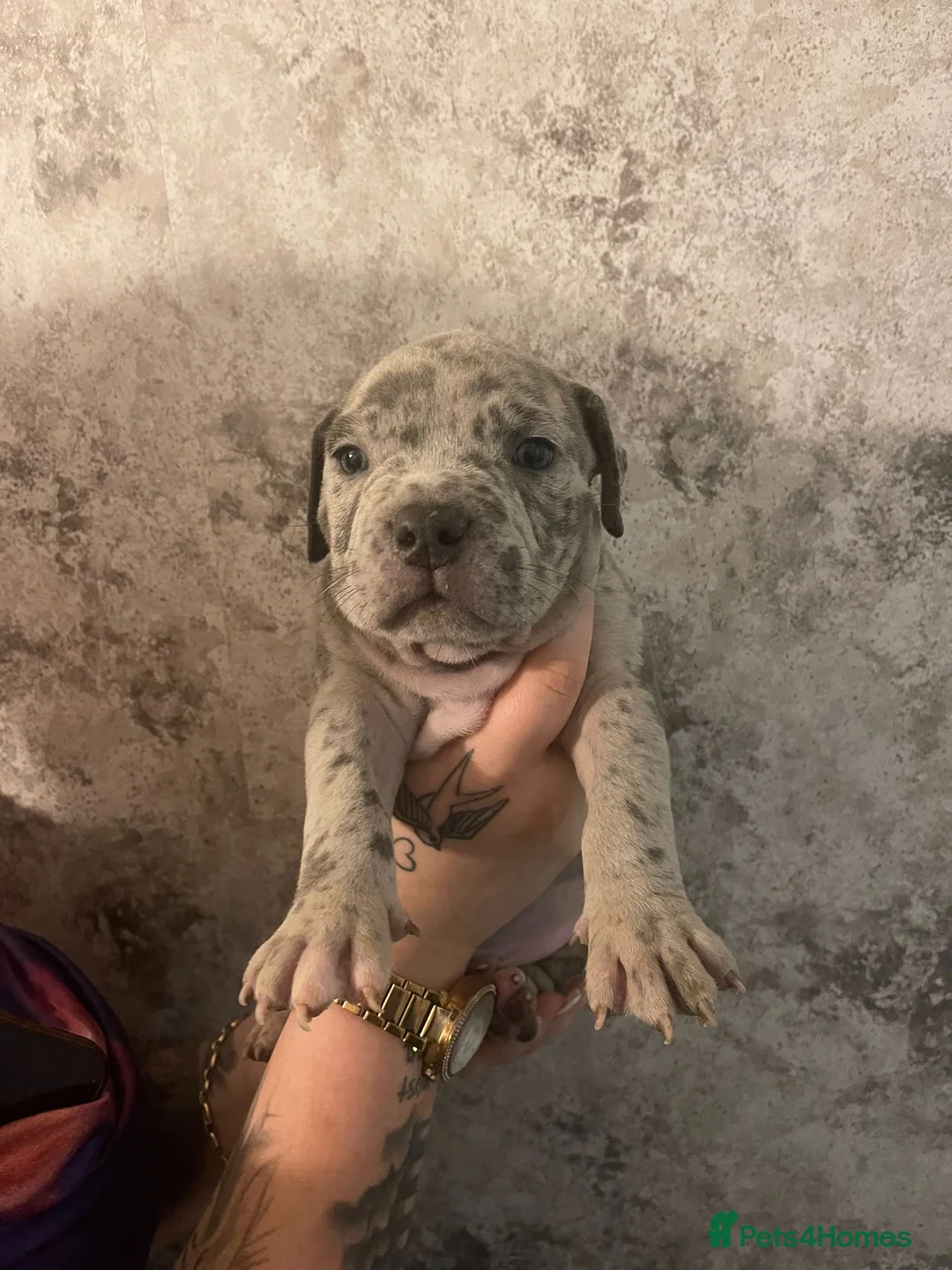American Bully dogs for sale: ABKC reg bullies for sale  - Advert 16