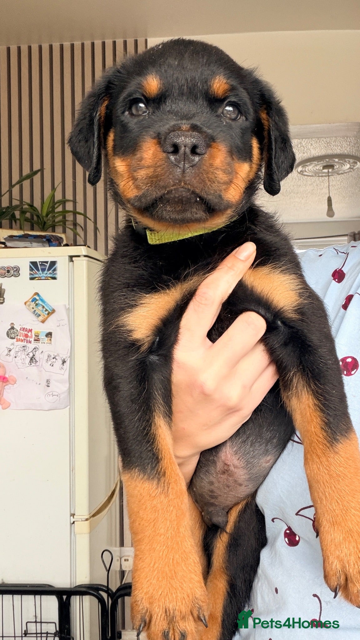 Rottweiler dogs ⭐️KC registered⭐️ READY NOW ✨✨ - Advert 2