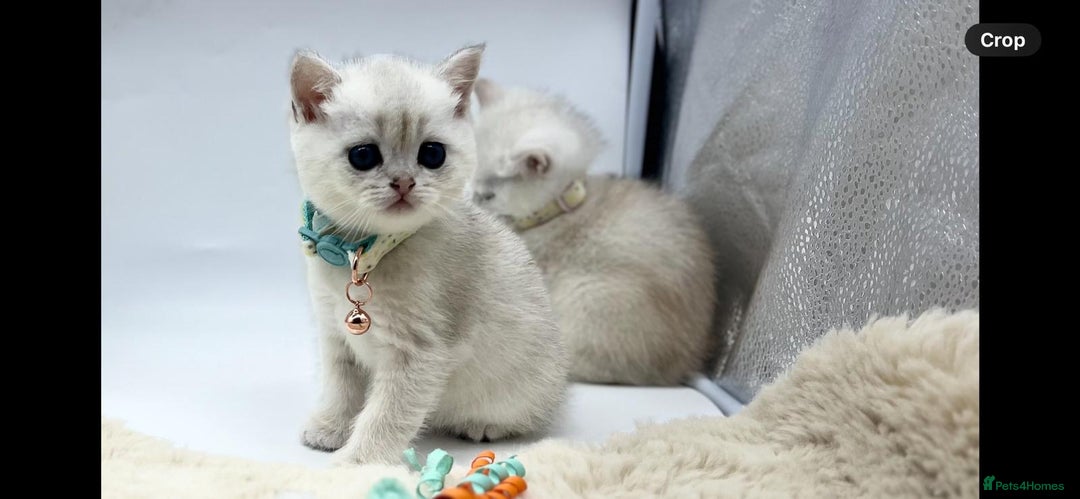 Scottish Fold cats for sale: Beautiful Scottish Straight Kittens - Advert 11