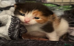 Mixed Breed cats for sale: 3 beautiful kittens for sale - Image 10