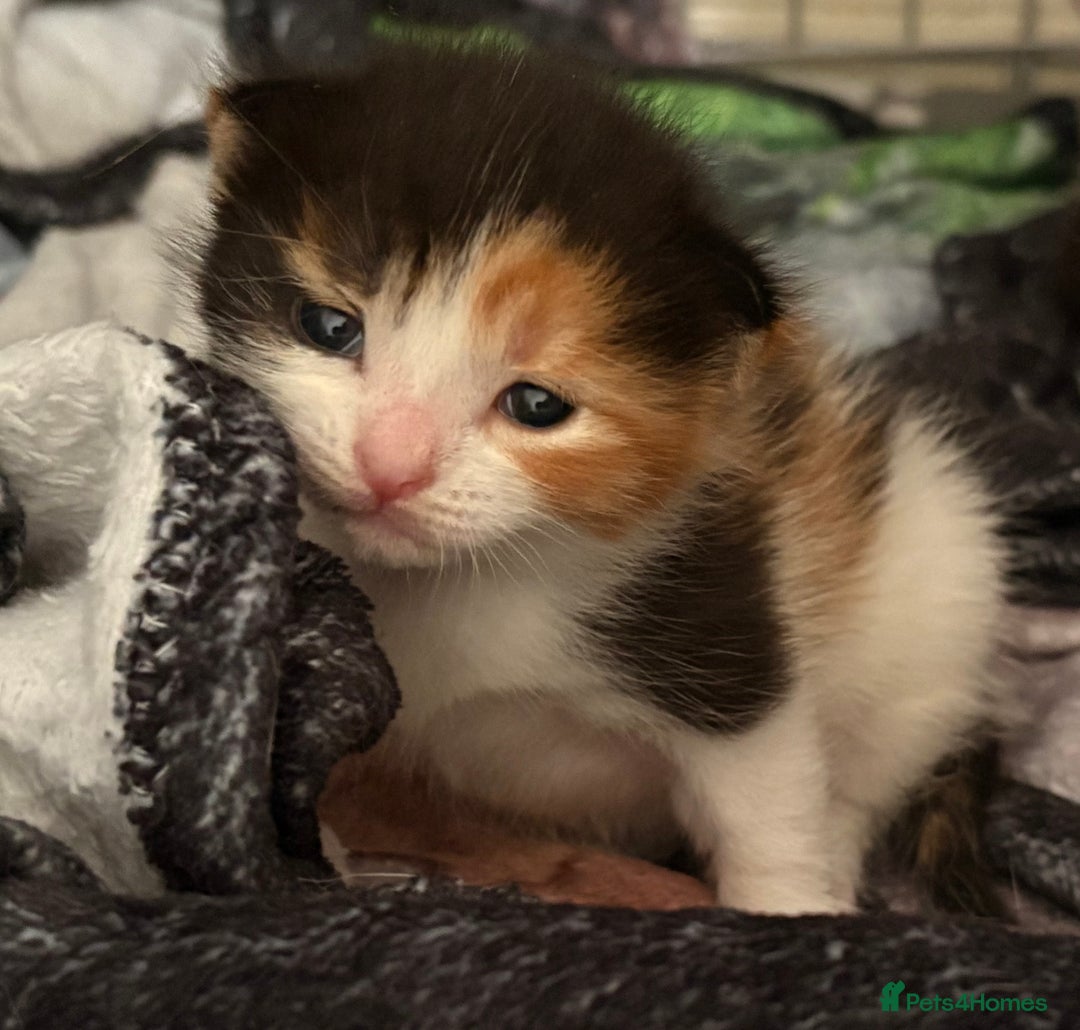 Mixed Breed cats for sale: 3 beautiful kittens for sale - Image 10