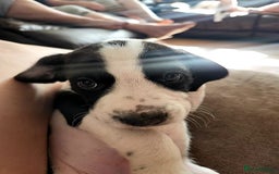 Staffordshire Bull Terrier dogs for sale: Staffie x Cockapoo puppies - Image 14