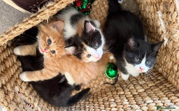 Mixed Breed cats for sale: Ginger,Tortoiseshell, Tuxedo Kittens Sale London  - Advert 1
