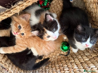 Mixed Breed cats for sale: Ginger,Tortoiseshell, Tuxedo Kittens Sale London - Advert 1