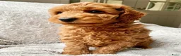 Cockapoo dogs for sale: Waiting List Open ** Due 30th May - Advert 15