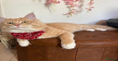 Maine Coon cats - Advert 9